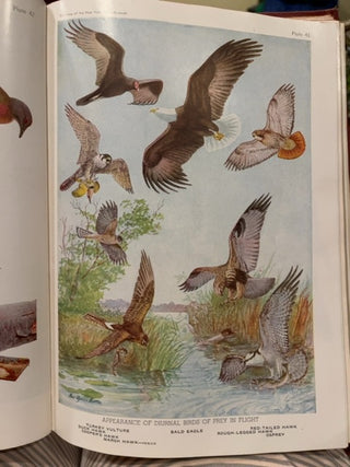 Birds of America c:1936