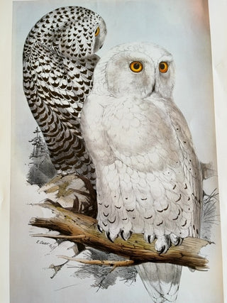 Snowy Owl print, Witley Press