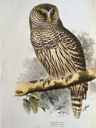 Barred Owl print, Whitley Press