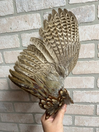 Pheasant wing