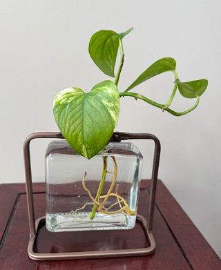 Vintage Look Square Metal/Glass Propagation Vase