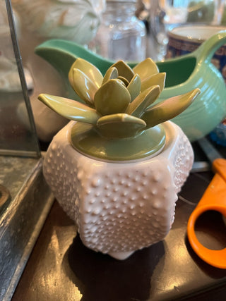 white/green succulent container