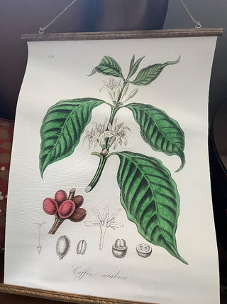 Botanical Coffee Print