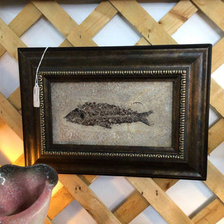 Framed fish fossil