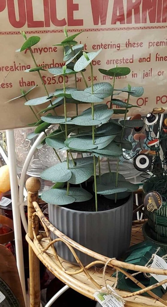 Faux Eucalyptus Plant in Gray pot.