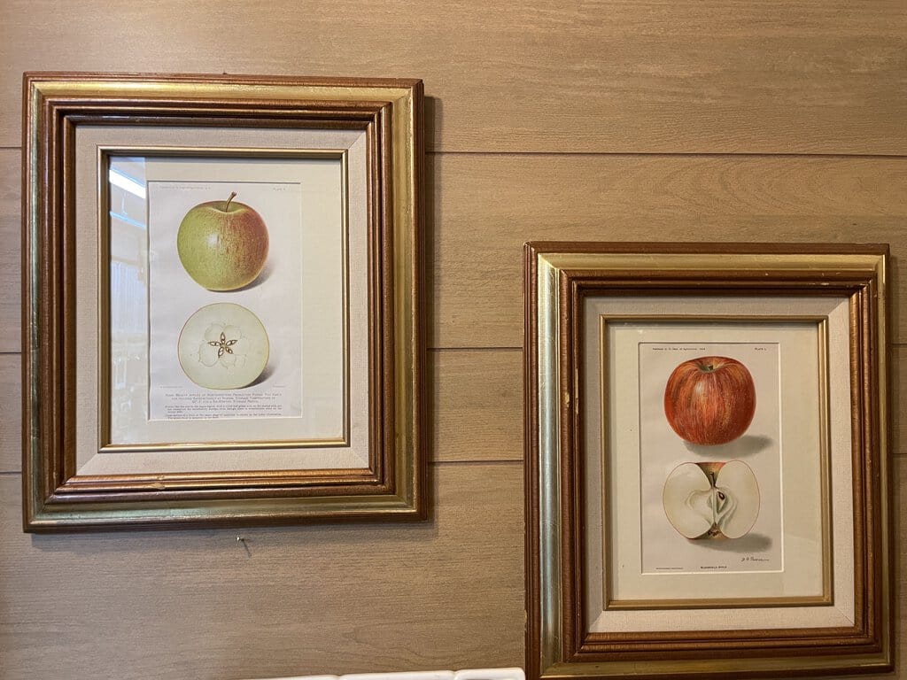 Framed 1904 Apple Print Red in Gold and Wood Frame