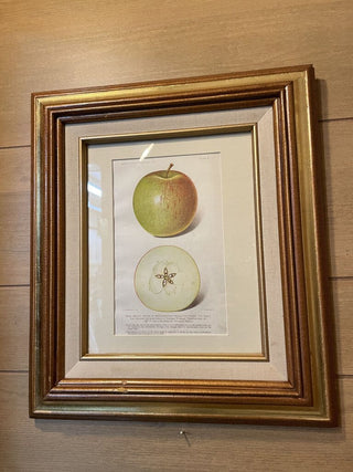 Framed 1916 Apple Print Yellow in Gold and Wood Frame