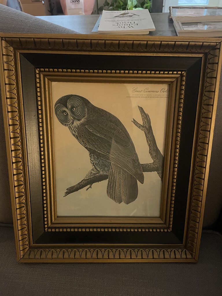 Vintage Framed Owl Drawing W/ Frame