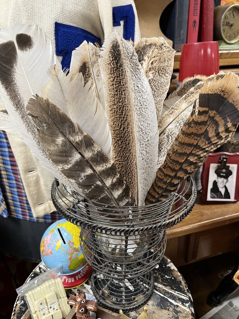 Large turkey feather