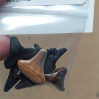 Bag of 10 Polished fossilized shark teeth - FIRM